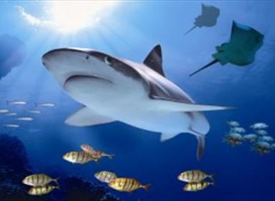Black tip shark