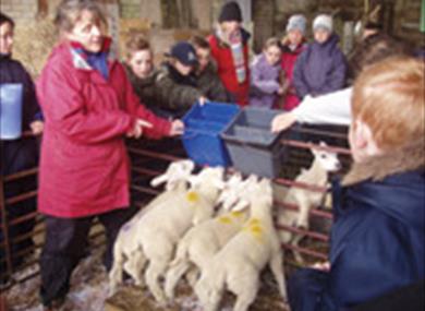 Feeding Time at Cronkshaw Fold Farm