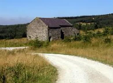 Gisburn Forest
