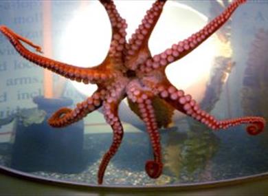 Octopus