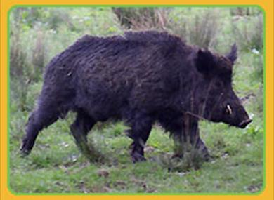 Bowland Wild Boar Park