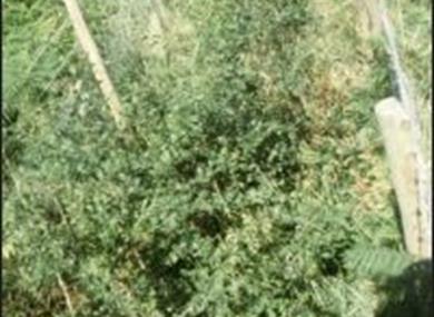 Middle Wood Ecological Trust