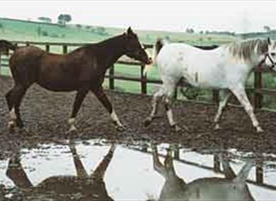 Happa, Shores Hey Farm