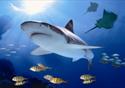 Black tip shark