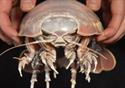 Ugly Pod