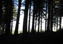 Beacon Fell Country Park