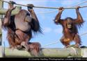 Oran Utangs
