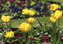 Spring Flowers at Stanley Park