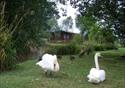 Swans Rest a peaceful haven in a busy world