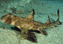 Blackpool Attractions - Sea Life Centre