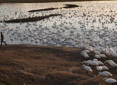 WWT Martin Mere Wetland Centre