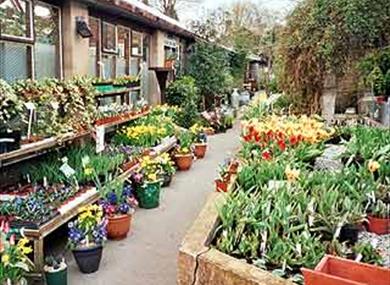 Thumbnail for Reedley Nursery