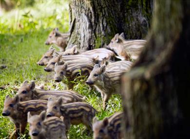 Bowland Wild Boar Park