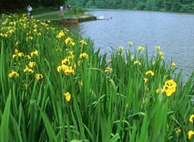 Thumbnail for Yarrow Valley Country Park
