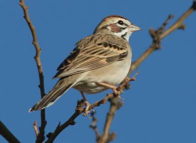 Thumbnail for Making Bird Feeders
