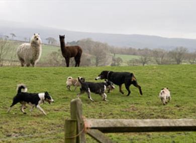Docker Park Farm