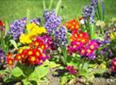 Thumbnail for Garden Open Day
