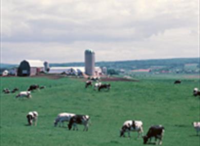 Thumbnail for Shepherds Dairy Ltd