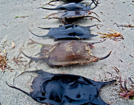 Mermaid's purses | Sussex Wildlife Trust