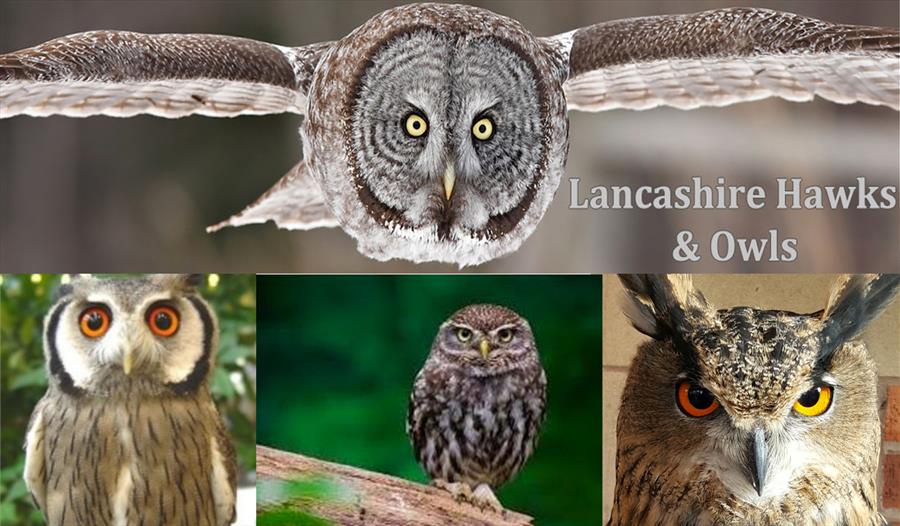 Father's Day Lancashire Hawks and Owls - Family in ...